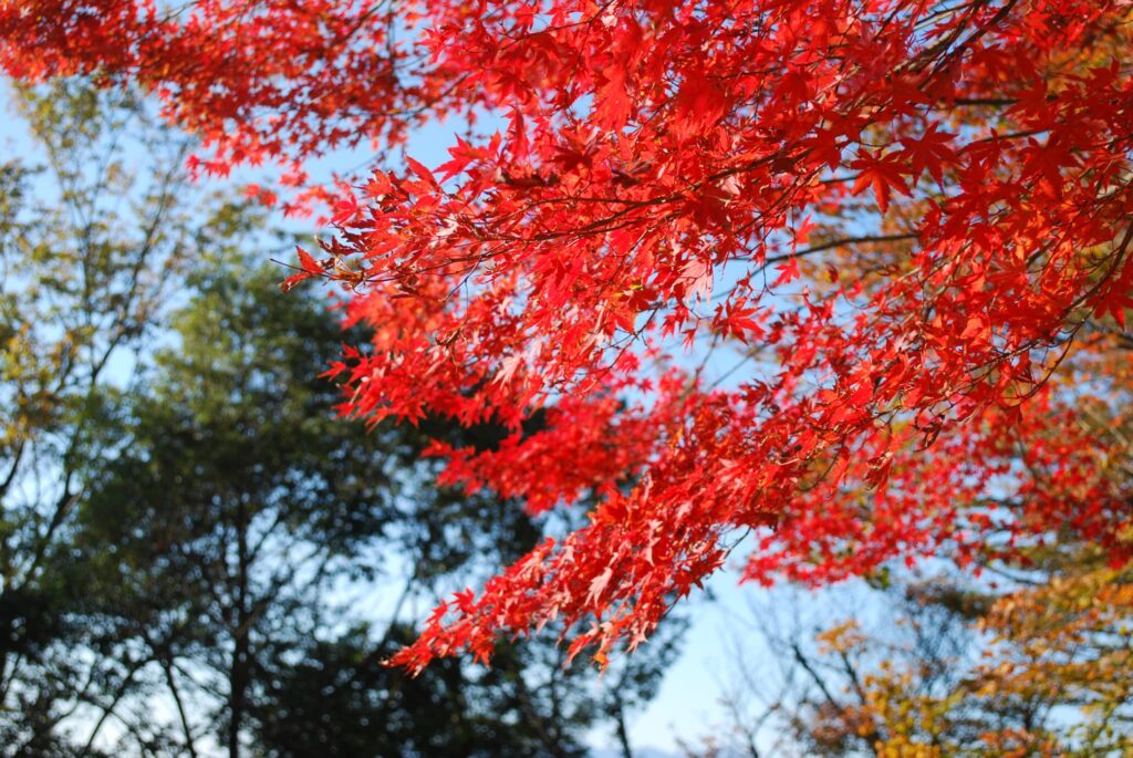 関東の秋におすすめ登山5選