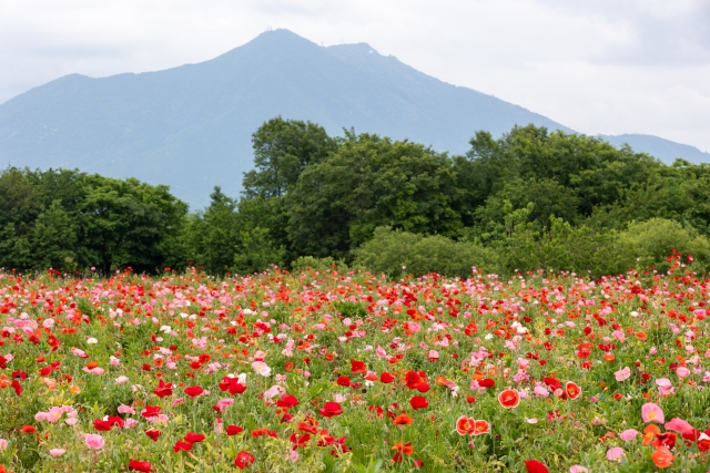 関東　春　登山