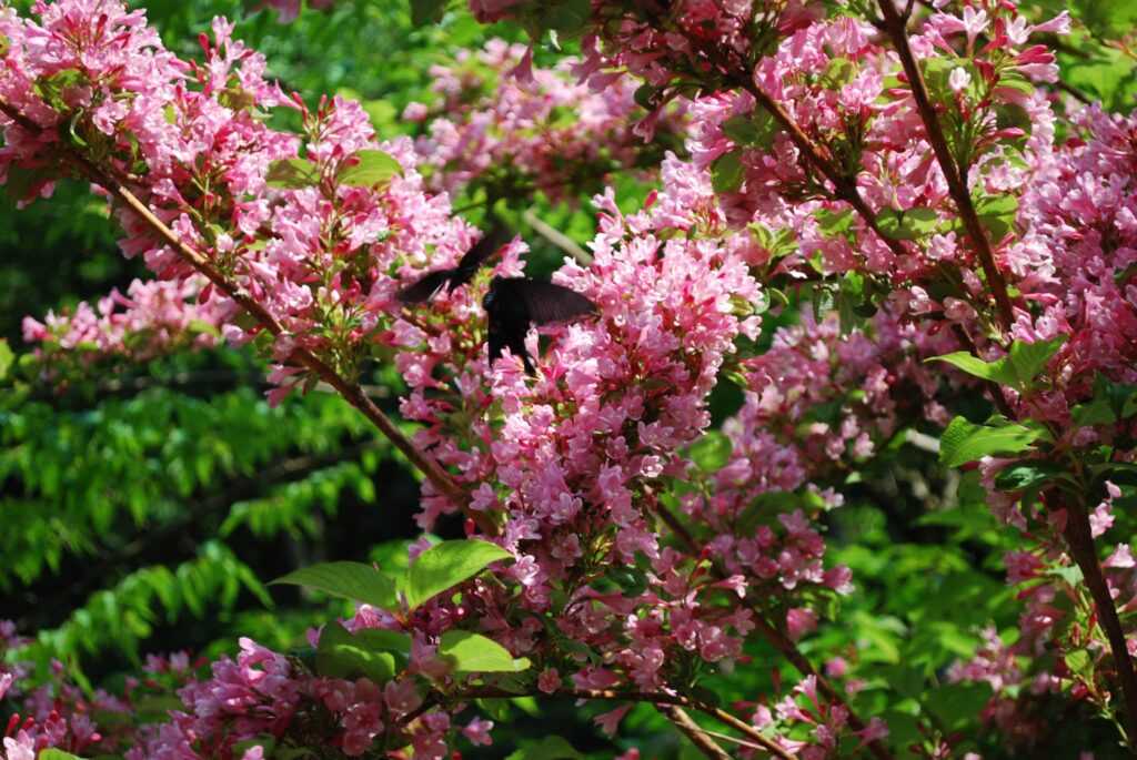 高尾山　タニウツギ