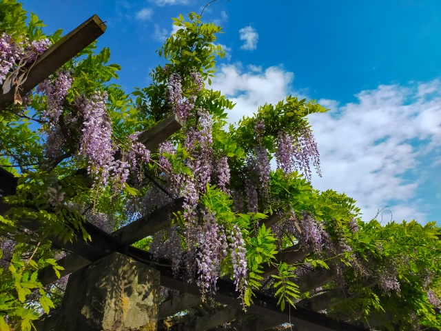 御岳山　藤の花