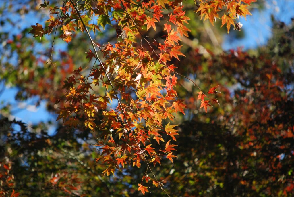 大山　神奈川　紅葉